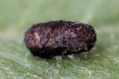 Réf. 123 134 : Stauronematus platycerus