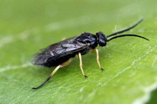 Réf. 123 135 : Stauronematus platycerus