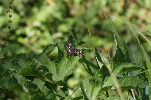 Araschnia levana