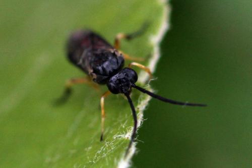 Réf. 123 136 : Stauronematus platycerus