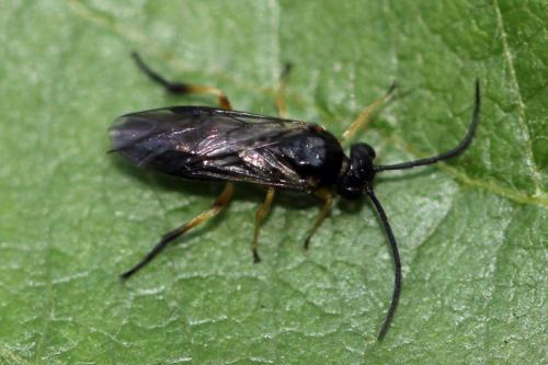 Réf. 123 137 : Stauronematus platycerus