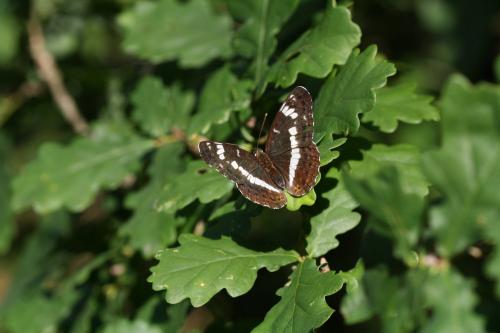 Limenitis camilla
