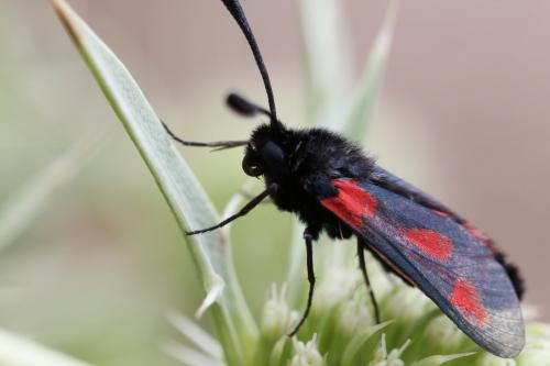 Réf. 123 716 : Zygaena sarpedon