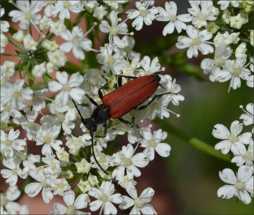Anastrangalia sanguinolenta