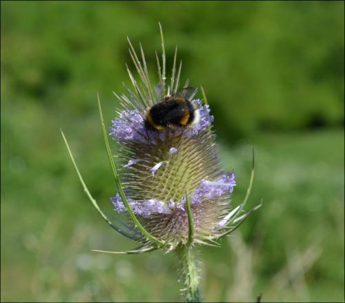 Bombus sp.