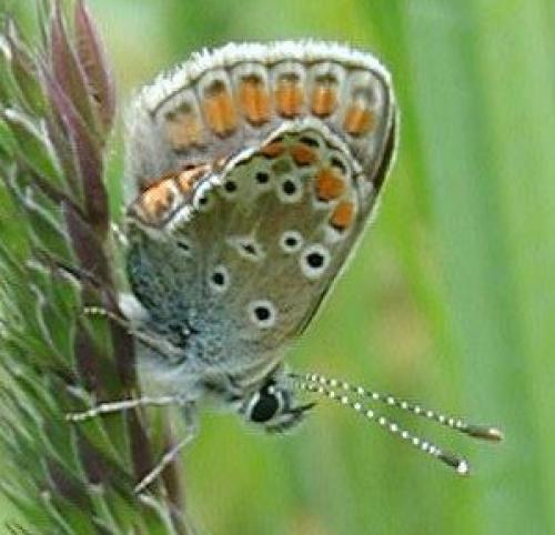 Aricia agestis