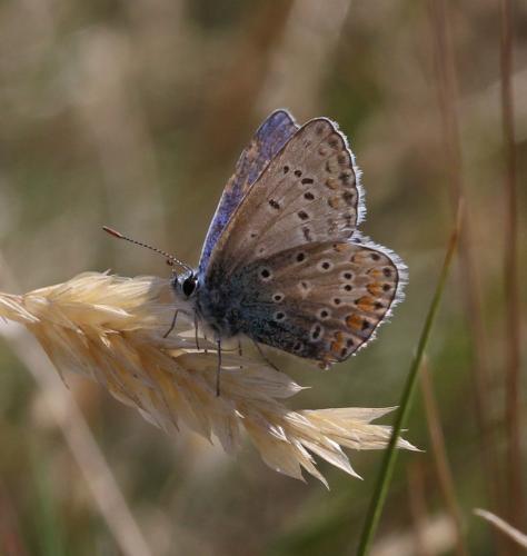 Polyommatus icarus