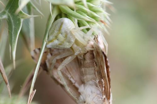 Thomisus onustus