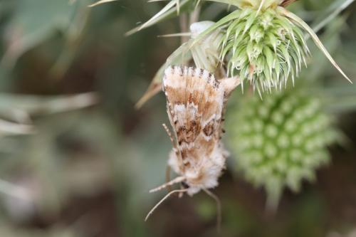 Eremobia ochroleuca