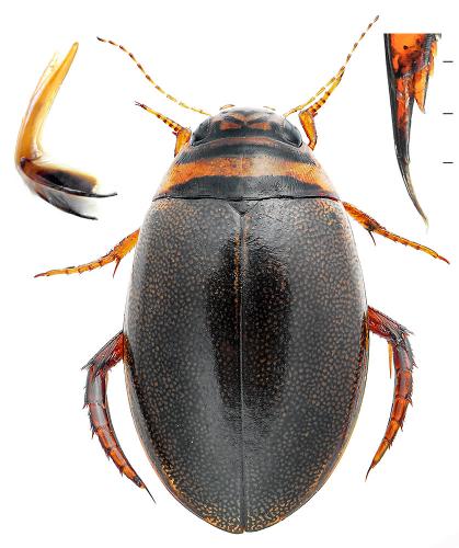 Réf. 123 347 : Graphoderus zonatus