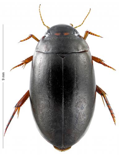 Ilybius chalconatus