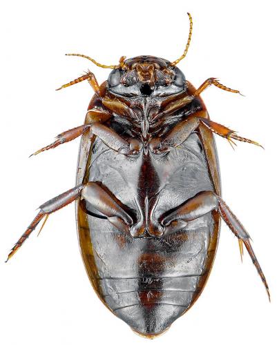 Ilybius chalconatus