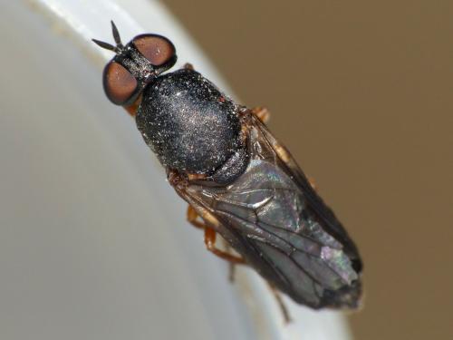 Scenopinus fenestralis