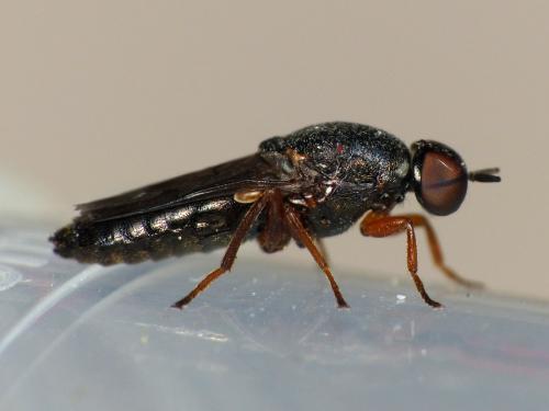 Scenopinus fenestralis