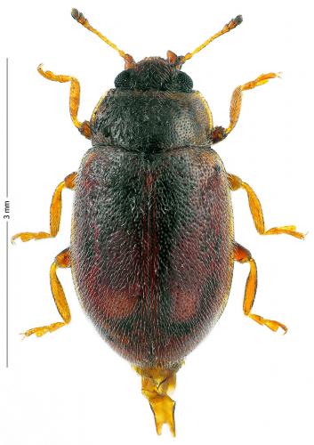 Réf. 123 662 : Coccidula sp.
