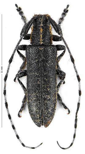 Agapanthia villosoviridescens
