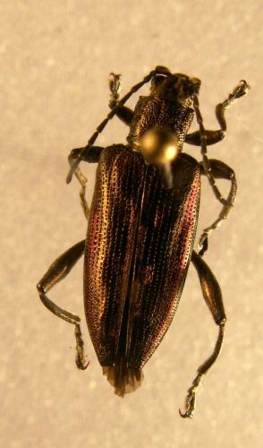 Réf. 123 349 : Donacia sp.