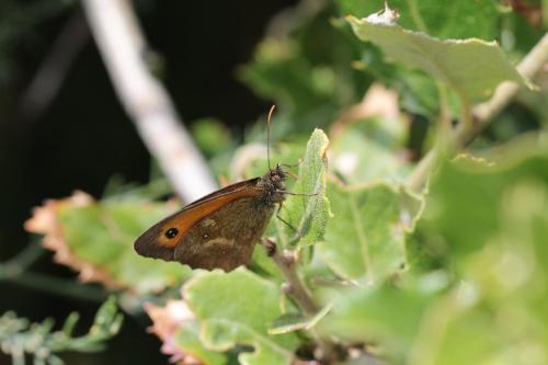 Réf. 123 714 : Pyronia tithonus