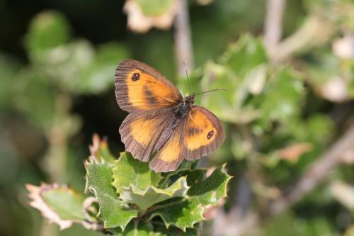 Réf. 123 713 : Pyronia tithonus