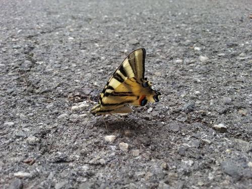 Iphiclides podalirius