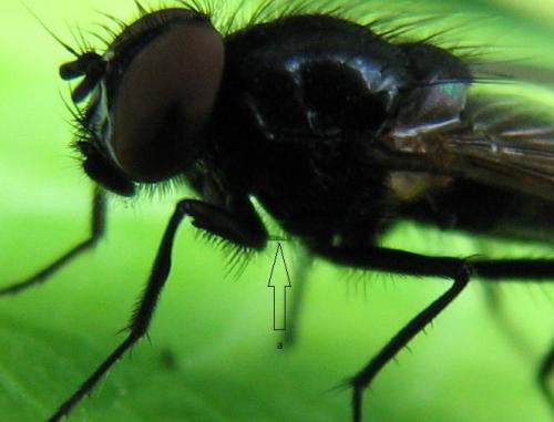 Réf. 123 495 : Hydrotaea similis