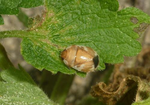 Tritomegas rotundipennis