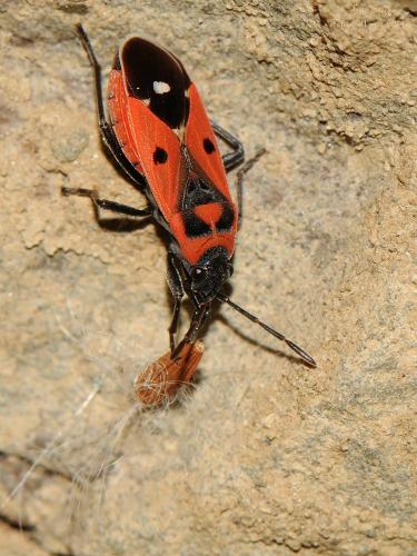 Melanocoryphus albomaculatus