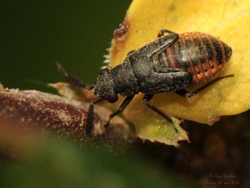 Réf. 123 166 : Heterocordylus tumidicornis