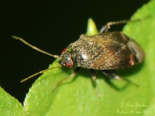 Psallus sp.