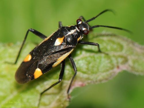 Capsodes sulcatus
