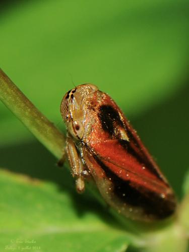 Philaenus spumarius