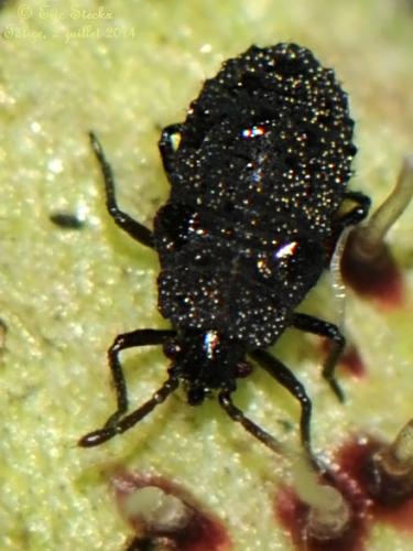 Dictyla echii