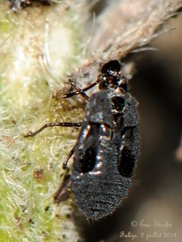 Dictyla echii