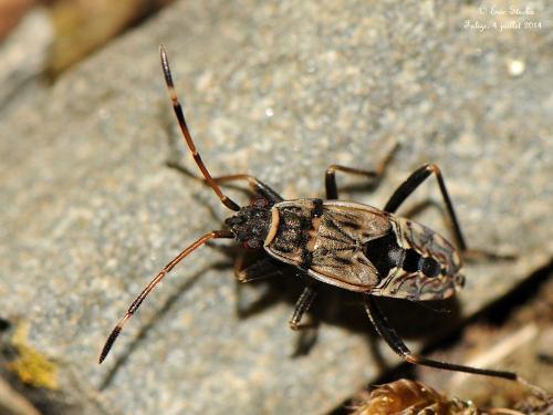 Beosus maritimus