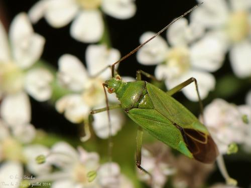 Réf. 123 938 : Calocoris affinis