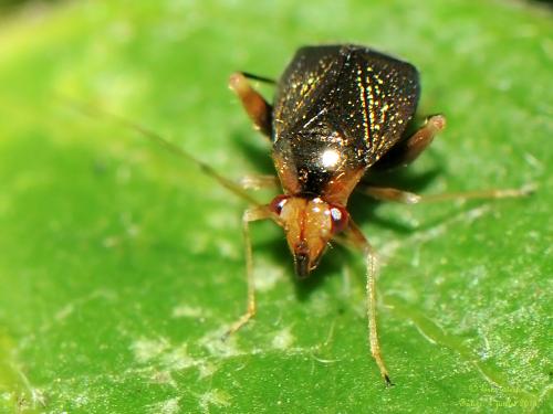 Réf. 123 606 : Halticus luteicollis