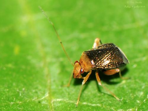 Réf. 123 607 : Halticus luteicollis