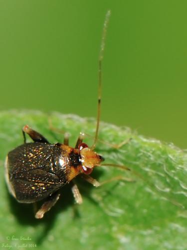Réf. 123 608 : Halticus luteicollis