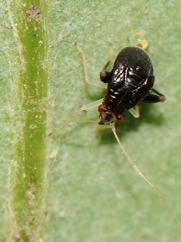 Réf. 123 286 : Halticus luteicollis