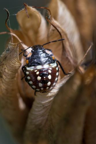 Nezara viridula