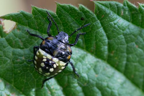 Nezara viridula