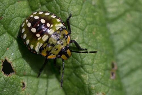 Nezara viridula