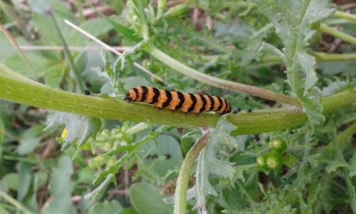 Tyria jacobaeae