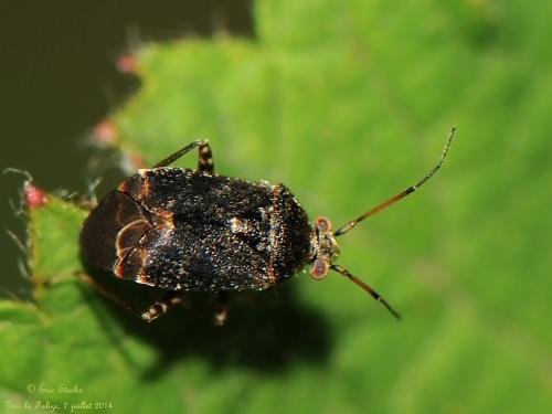 Charagochilus gyllenhalii