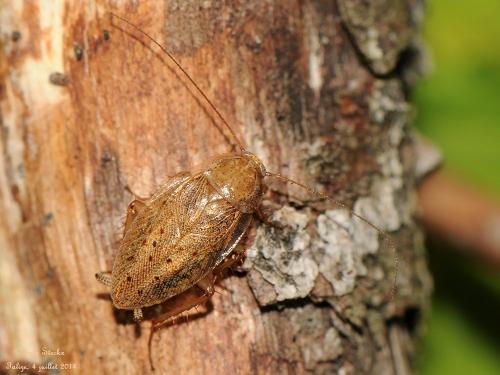 Réf. 123 939 : Ectobius pallidus