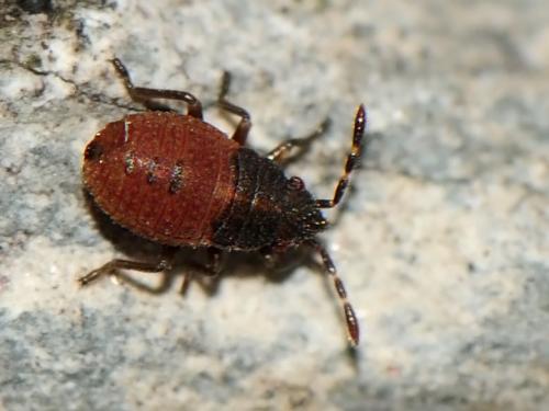 Réf. 123 696 : Kleidocerys sp.