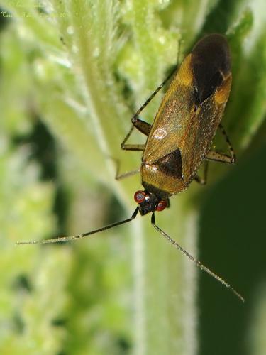Réf. 123 544 : Plagiognathus arbustorum