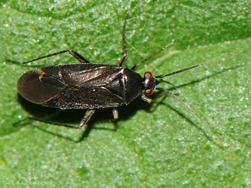 Réf. 123 545 : Plagiognathus arbustorum