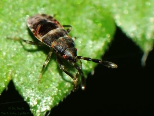 Scolopostethus thomsoni