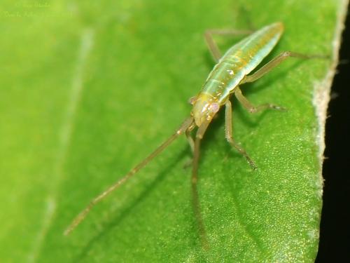 Stenodema laevigata